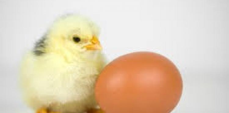 الدجاجة والبيضة.jpg