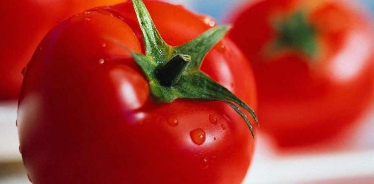 أسعار البندورة أو الطماطم اليوم