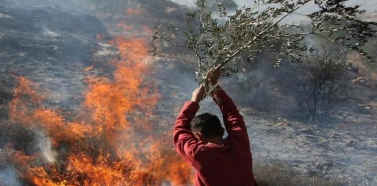 حرق أشجار - مستوطنون يحرقون.jpg