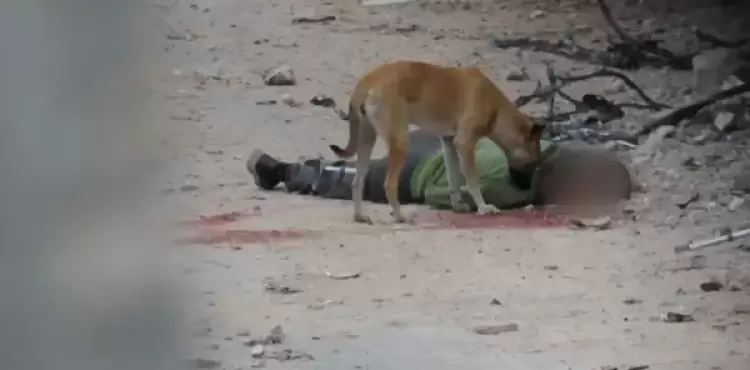 كلاب تنهش جثامين الشهداء