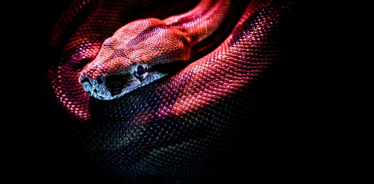 افعى وثعبان في الحلم