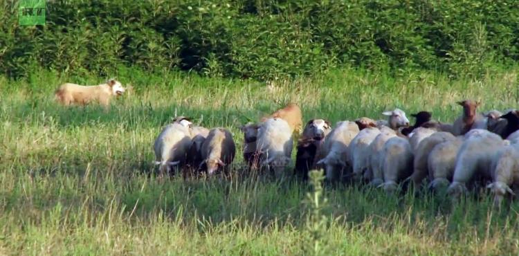 ارشيفية لقطيع حيوانات بأمريكا