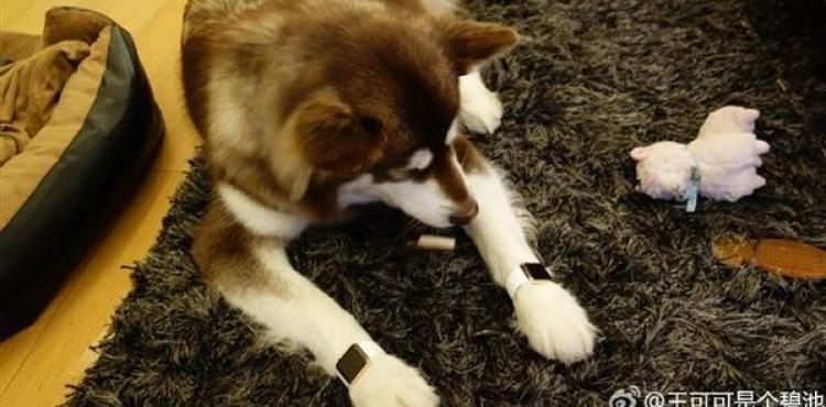 ساعتا أبل الذهبيتان بالقوائم الأمامية للكلب