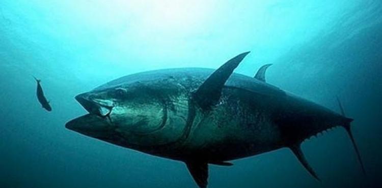 سمكة برأس بطريق