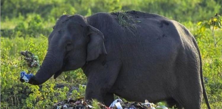 فيل يأكل من القمامة.JPG