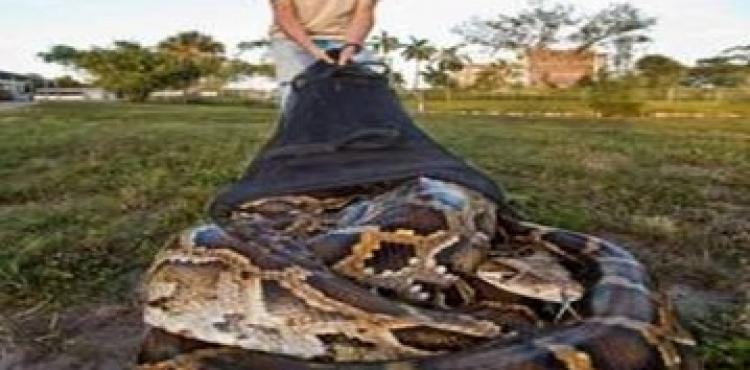 ثعبان بورمي..jpg