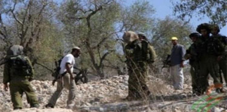 قطع اشجار زيتون