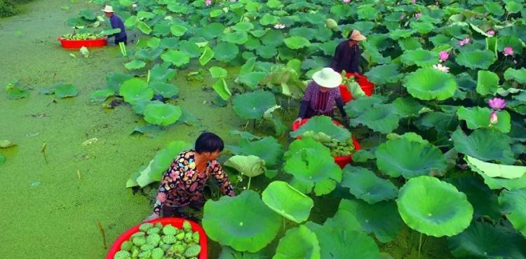 سطح بحيرة يتحول للزهور والنباتات.JPG