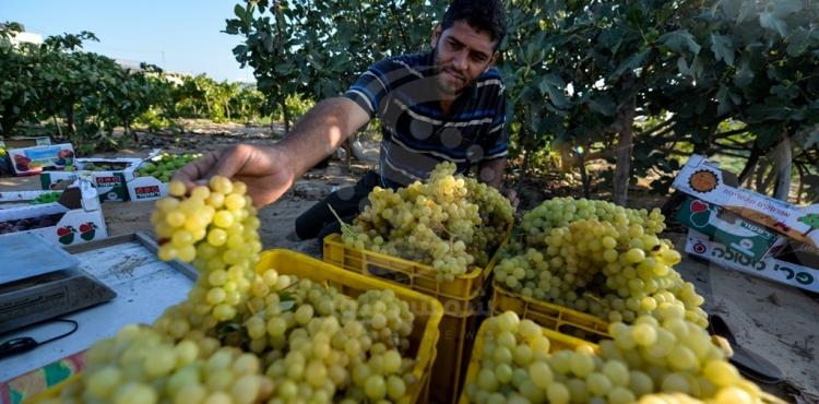 موسم قطف العنب.jpg