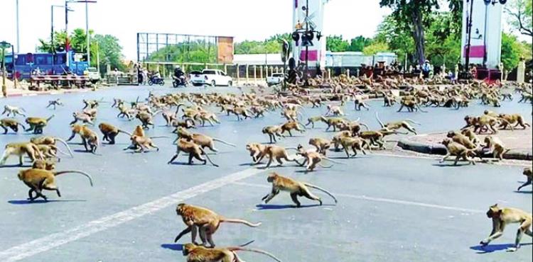 القردة تغزو تايلند