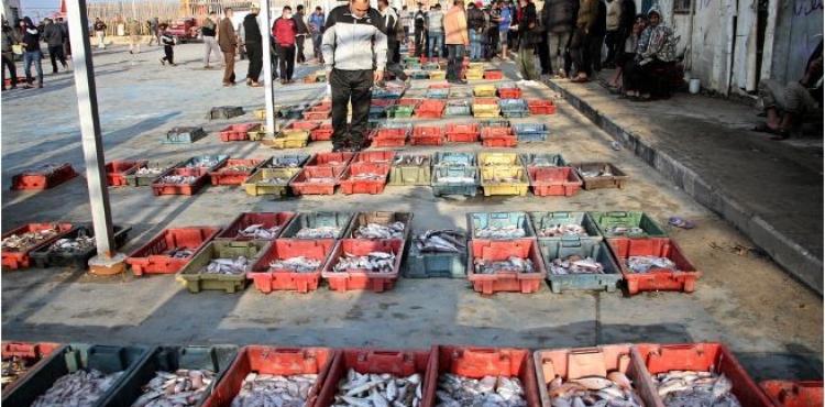 سمك وفير في أسواق غزة.JPG