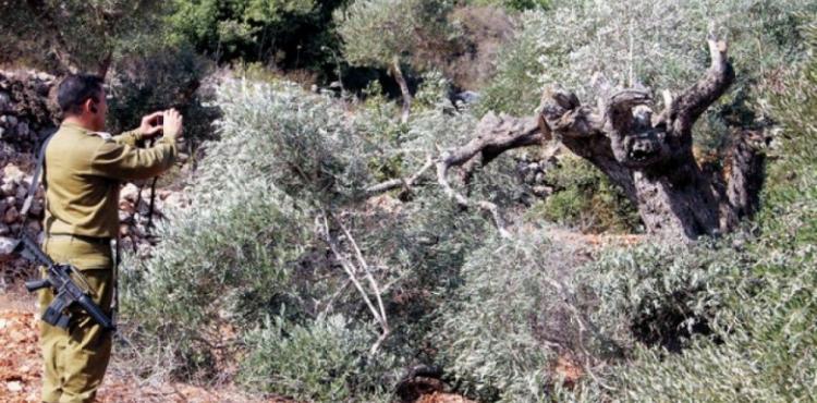 الاحتلال يقتلع شجر الزيتون في الخليل