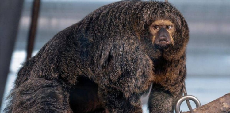 القرد مفتول العضلات