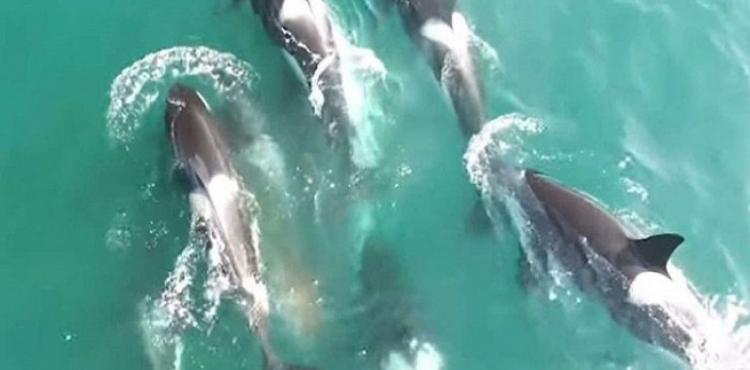 حيتان قاتلة