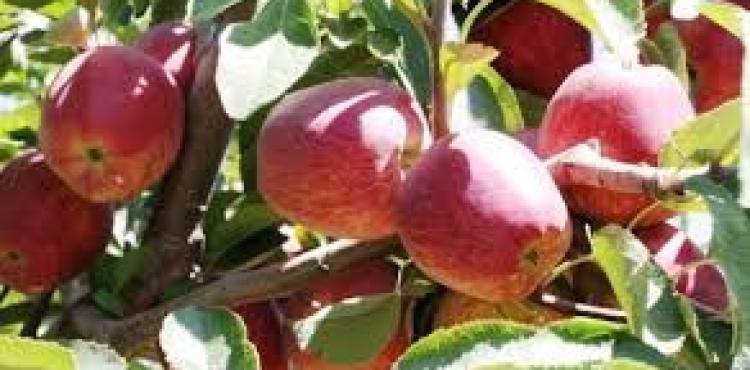 تفاح الجولان المحتل