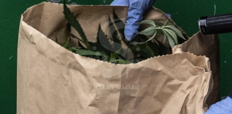 أشتال القنب.jpg