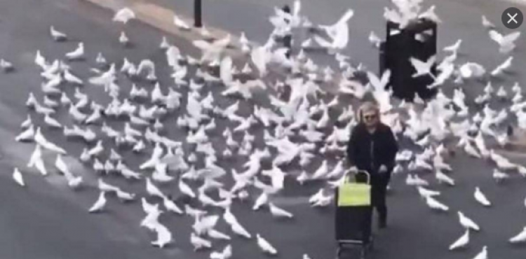 السيدة والحمام