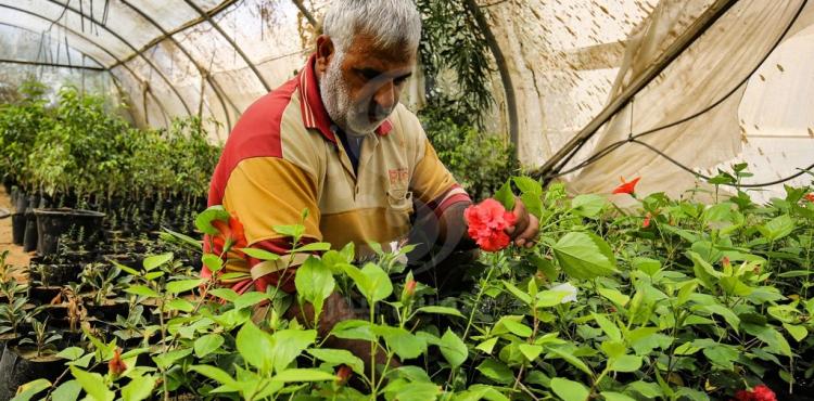 1مزارع من غزة يحول أرض مستوطنة مخلاة إلى مشتل زهور.jpg