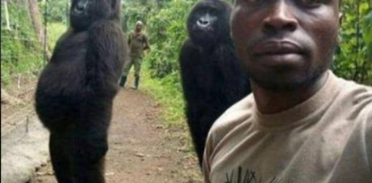 سيلفي الغوريلا