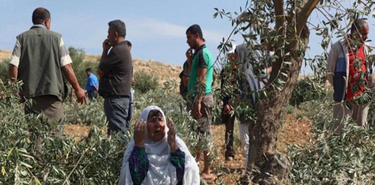 الحرب على الزيتون