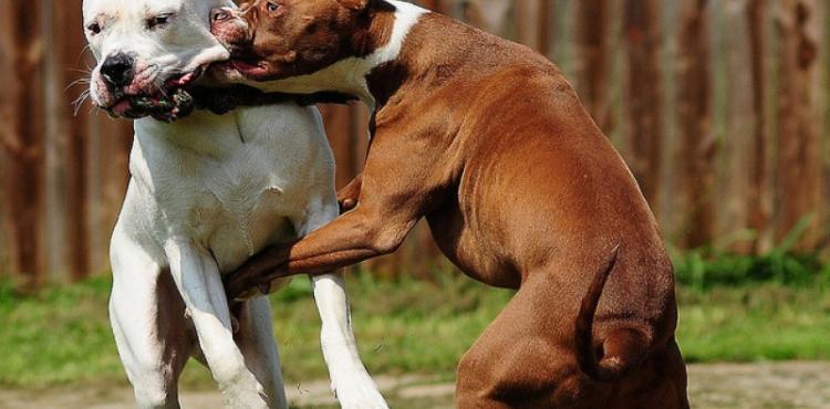 كلبان يتعاركان