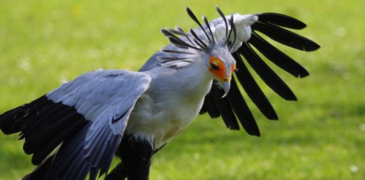 طائر "الكاتب" المفترس