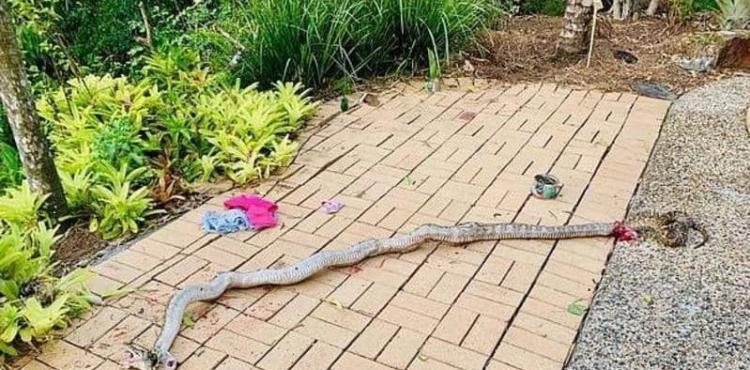 صورة الثعبان