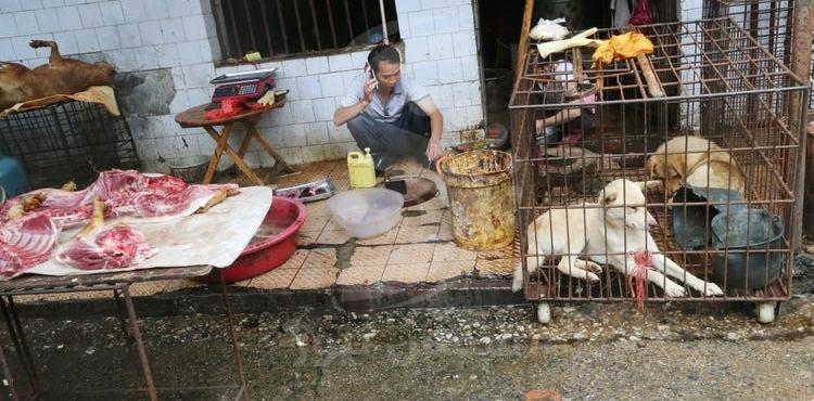 سوق الحيوانات الحية في ووهان