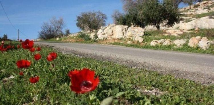 طقس معتدل في فلسطين