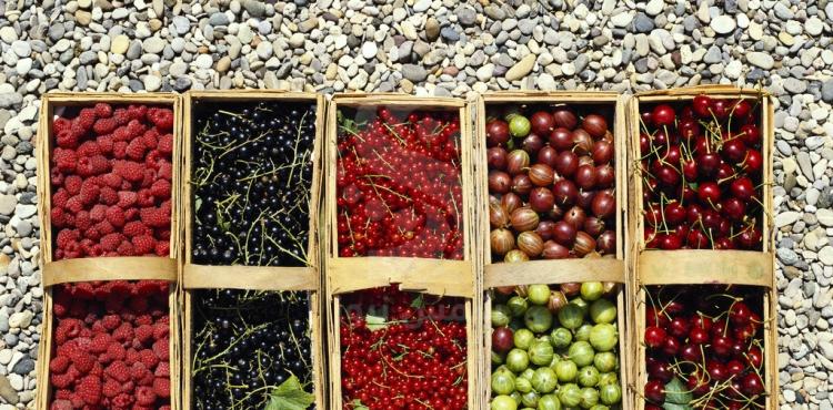 سلة فواكه fruit basket.jpg