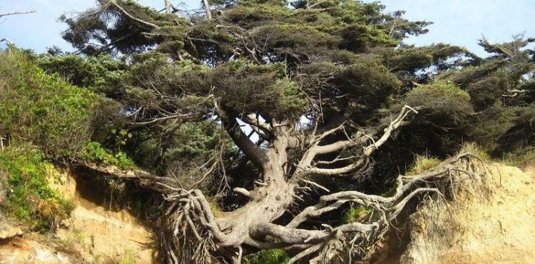 شجرة معمرة.jpg