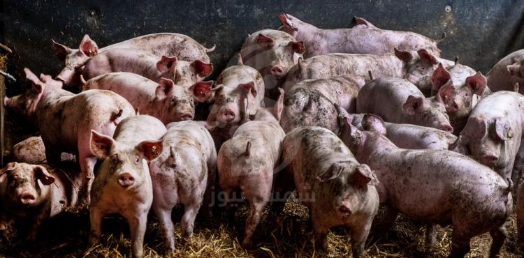 خنازير Pigs.jpg