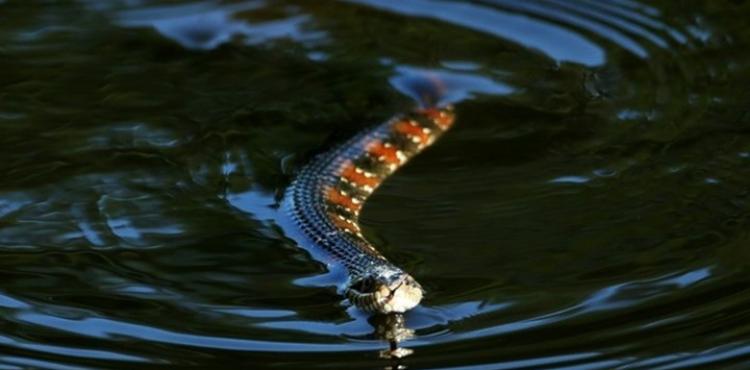 إغلاق متنزه في فلوريدا مراعاة لخصوصية الأفاعي أثناء التزاوج