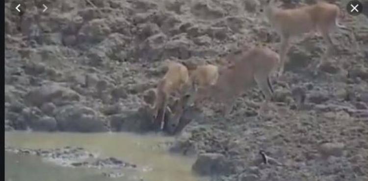 الغزال قبل افتراسها من الثعبان