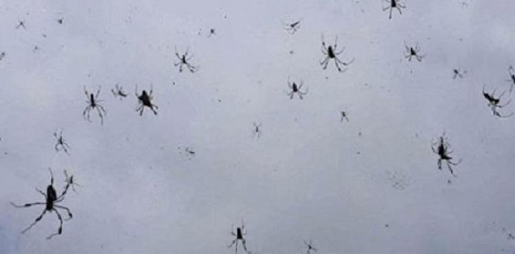 عناكب في سماء البرازيل