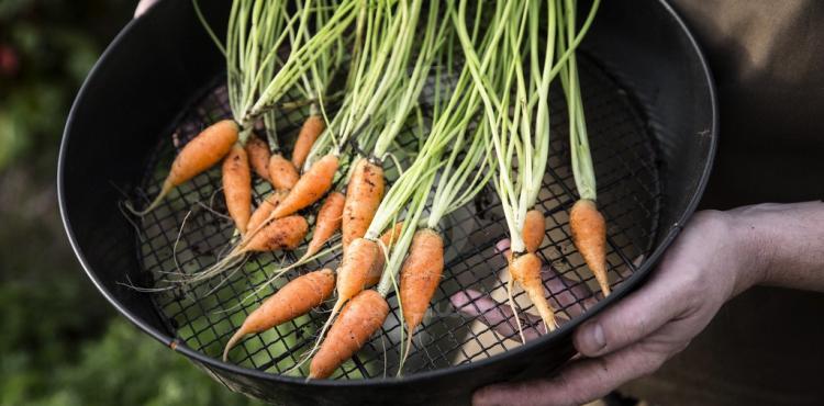 جزر carrots.jpg
