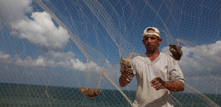 بدء موسم اصطياد طيور السمان المهاجر : الفر : على شاطئ بحر مدينة غزة