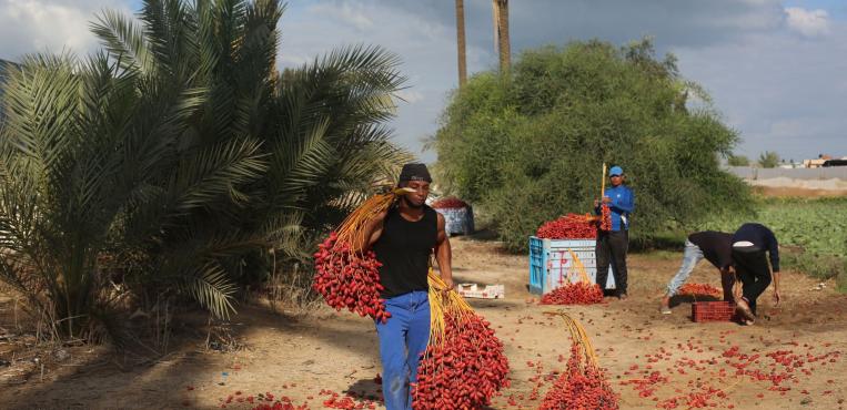 بدء موسم قطف البلح