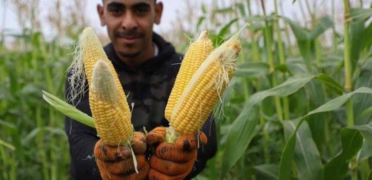 فلسطينيون يحصدون محصول الذرة من إحدى مزارع بيت لاهيا شمال قطاع غزة