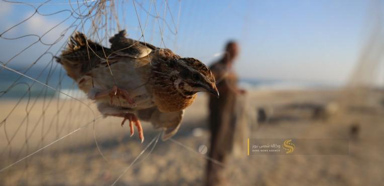 موسم اصطياد طيور السمان المهاجر على شاطئ بحر مدينة غزة
