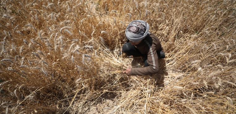 بدء موسم الحصاد في غزة وسط تحديات الحرب