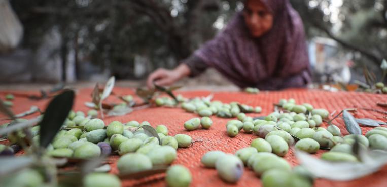 بدأ موسم قطف الزيتون في قطاع غزة، وسط ظروف صعبة فرضتها تداعيات الحرب،