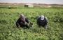 خسائر الزراعة في قطاع غزة.jpg