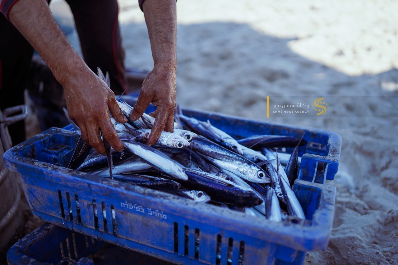 سمك العصافير.jpg