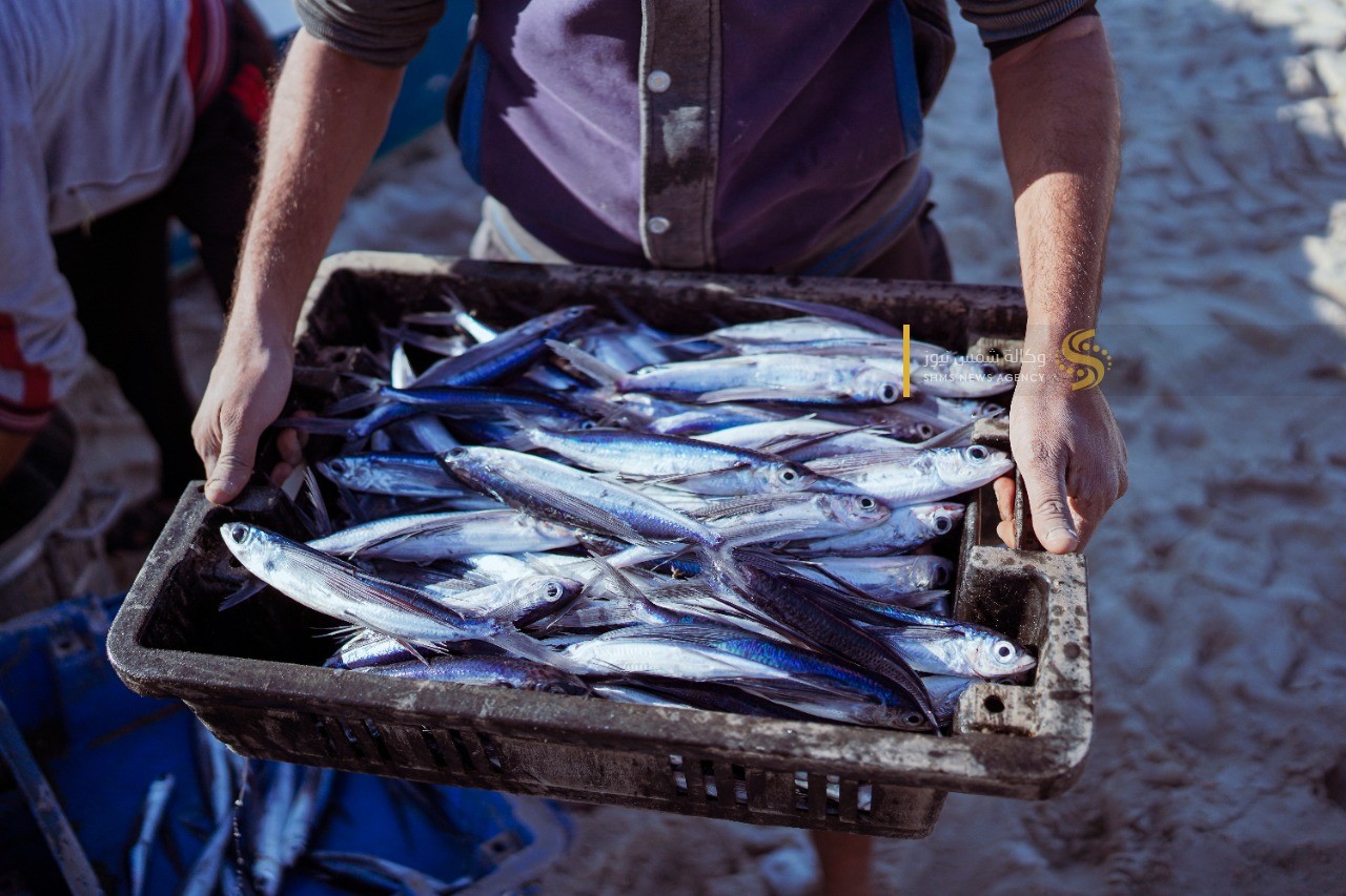 سمك العصافير 5.jpg