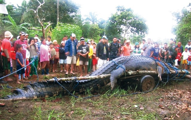 الكشف عن سبب وفاة اضخم تمساح في العالم.jpg