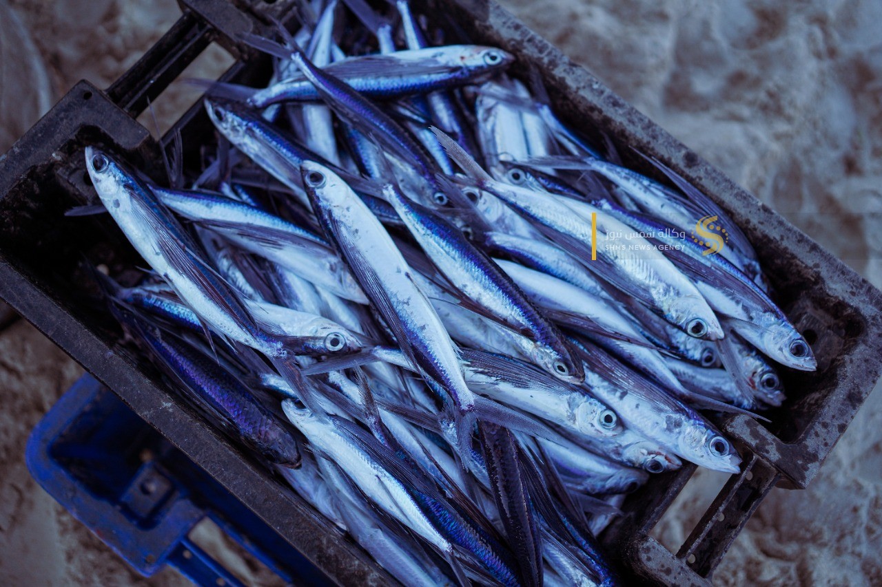 سمك العصافير 3.jpg