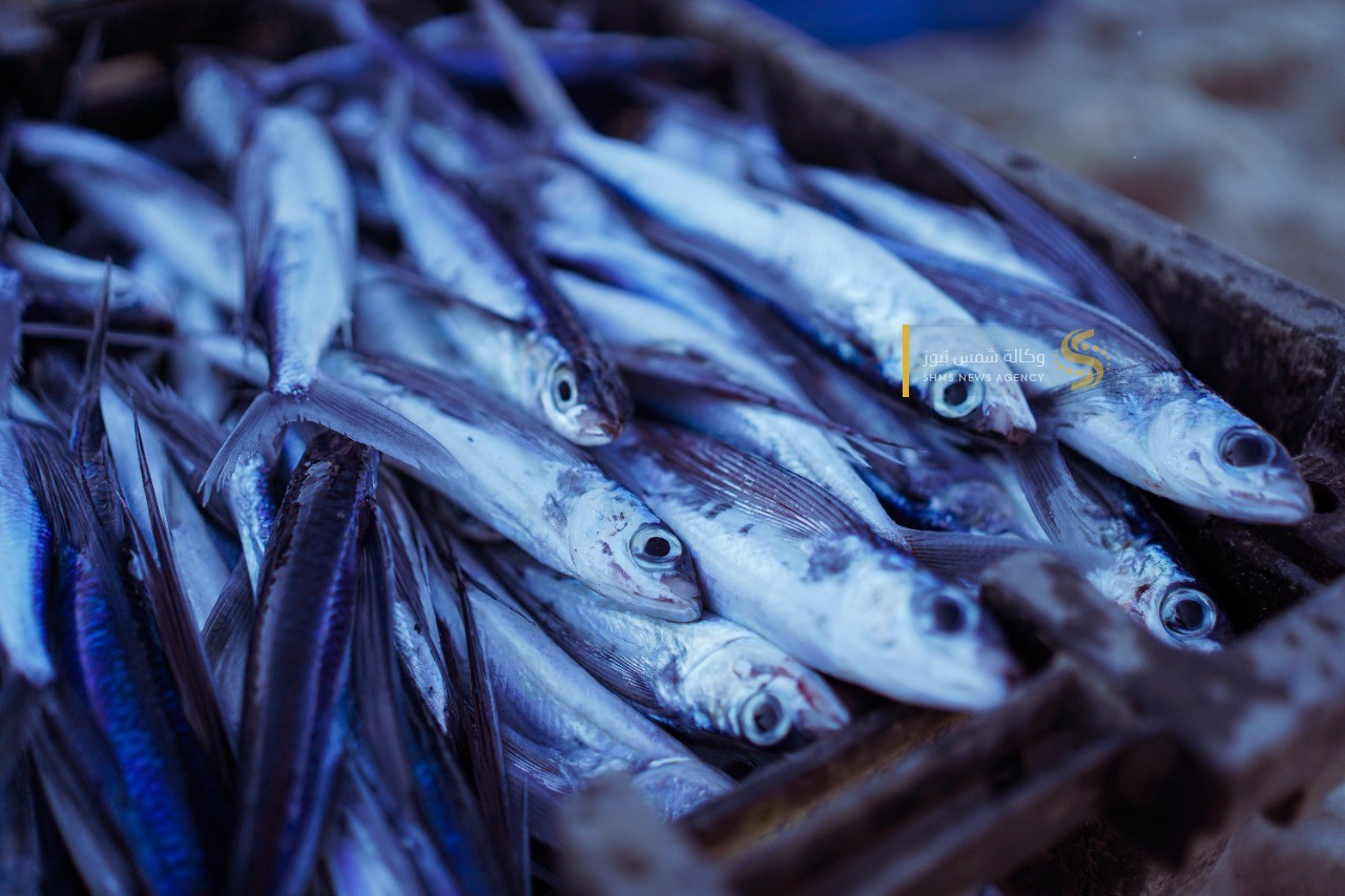 سمك العصافير 4.jpg