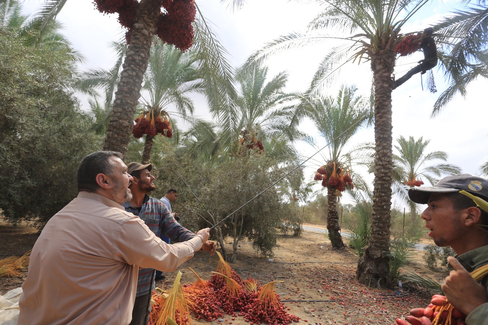 أشجار موسم البلح.jfif