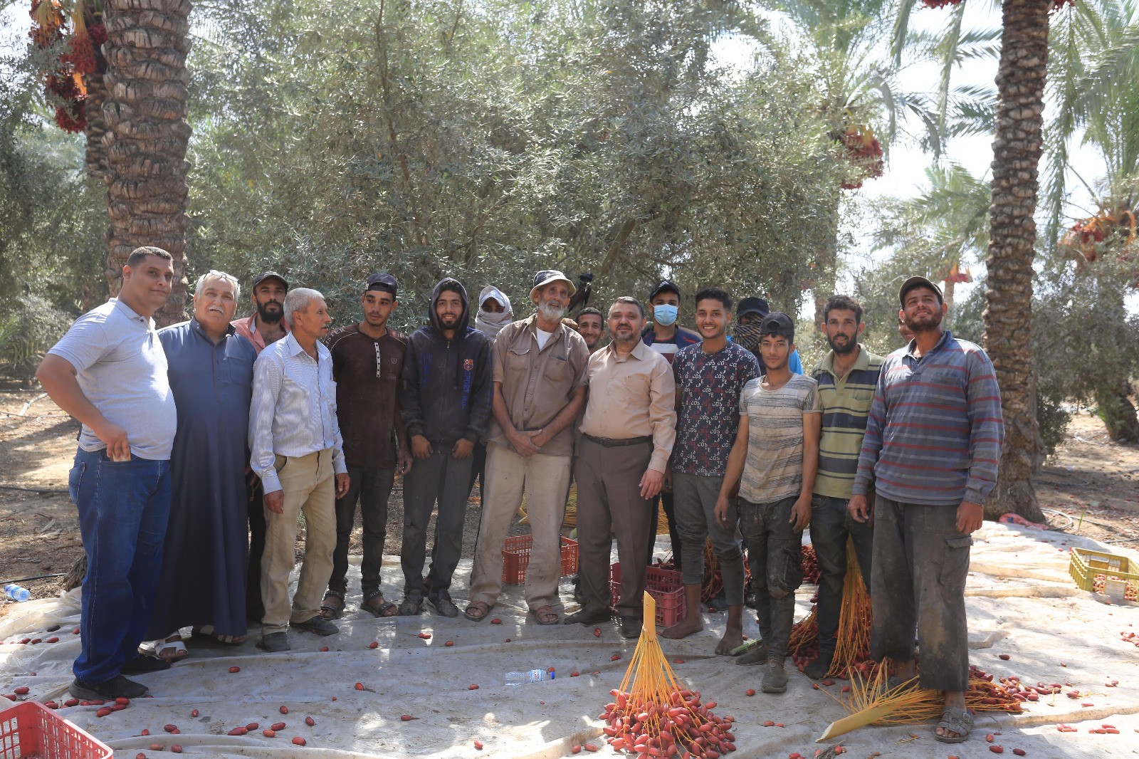 موسم البلح.jfif